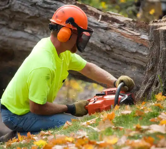 tree services Glenaire